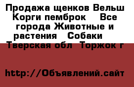 Продажа щенков Вельш Корги пемброк  - Все города Животные и растения » Собаки   . Тверская обл.,Торжок г.